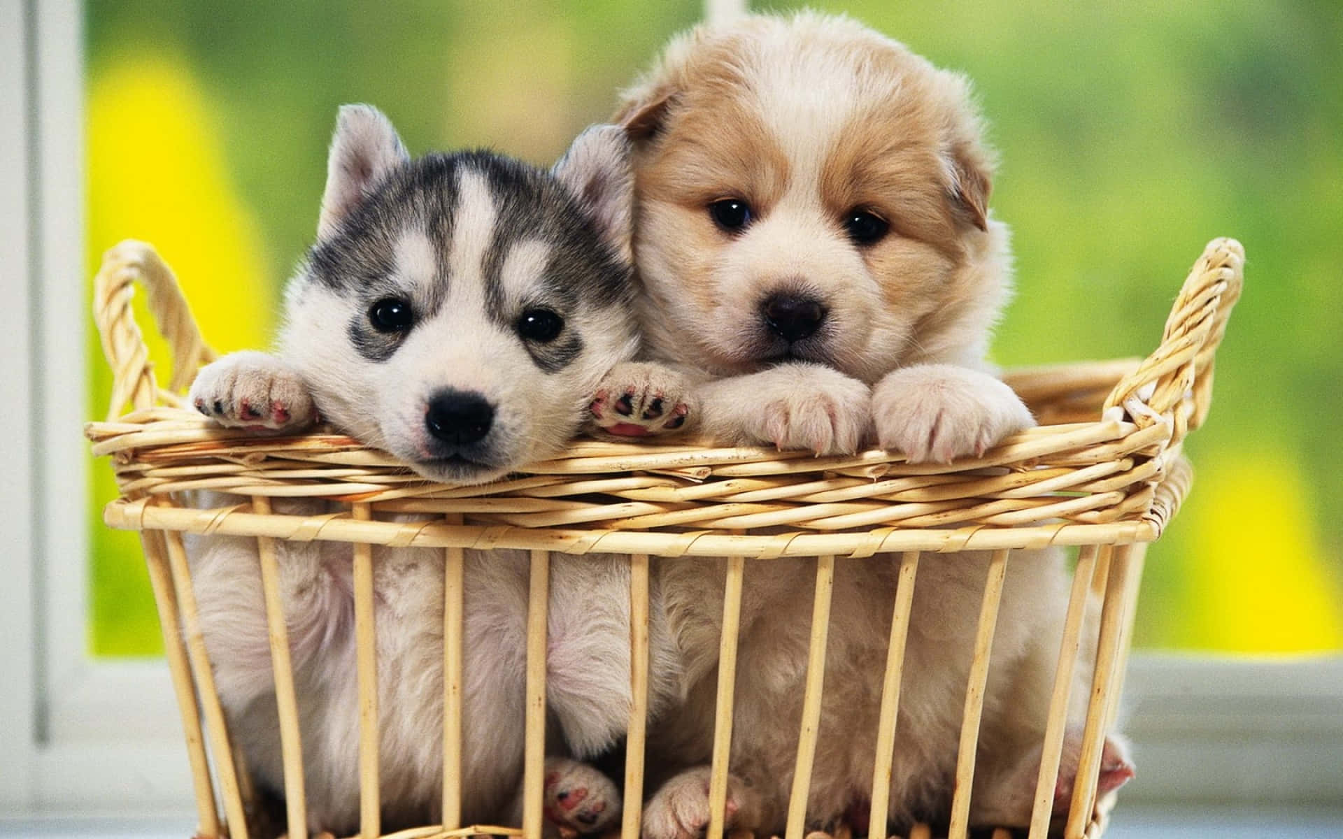 動物背景 壁紙