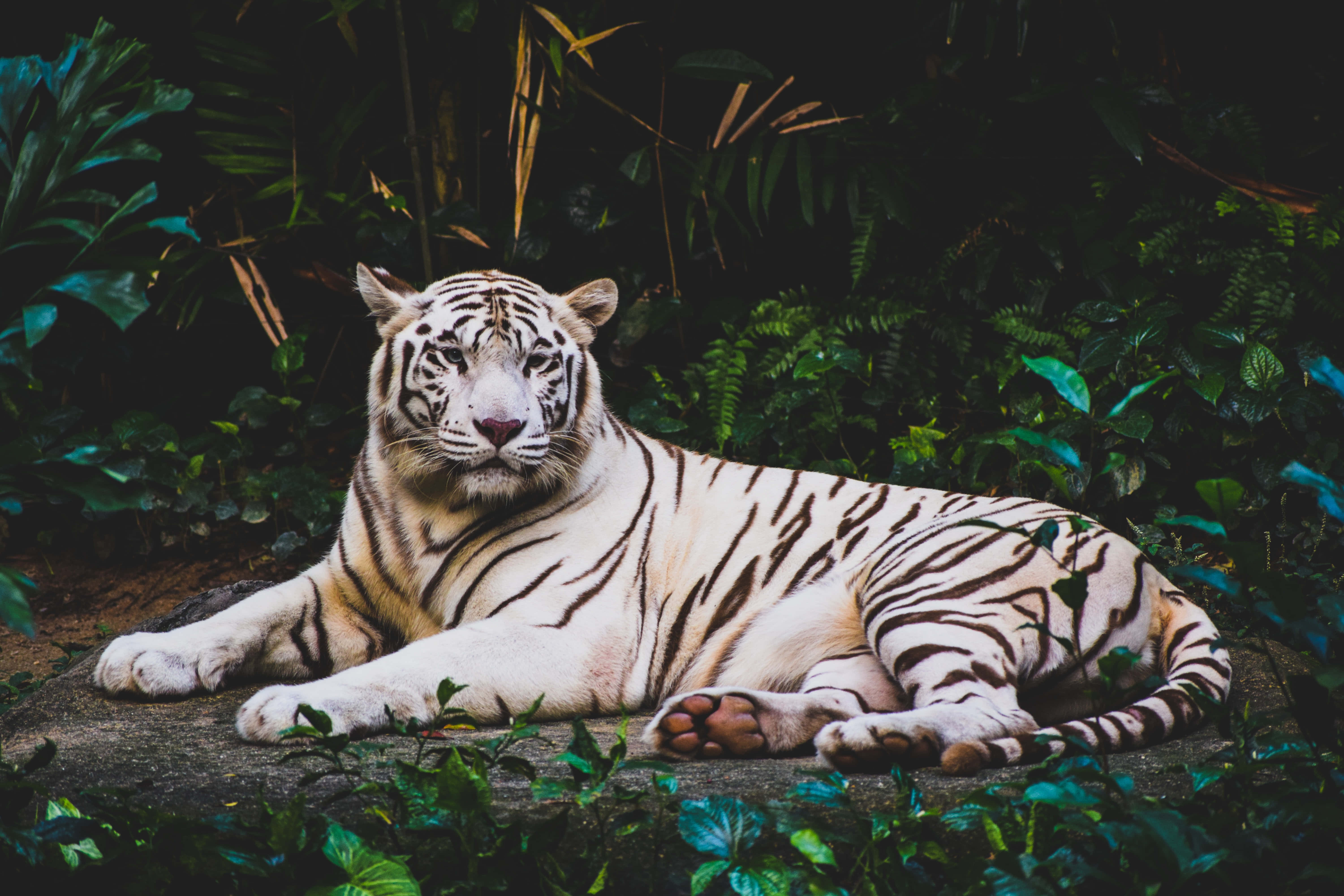 動物背景 壁紙