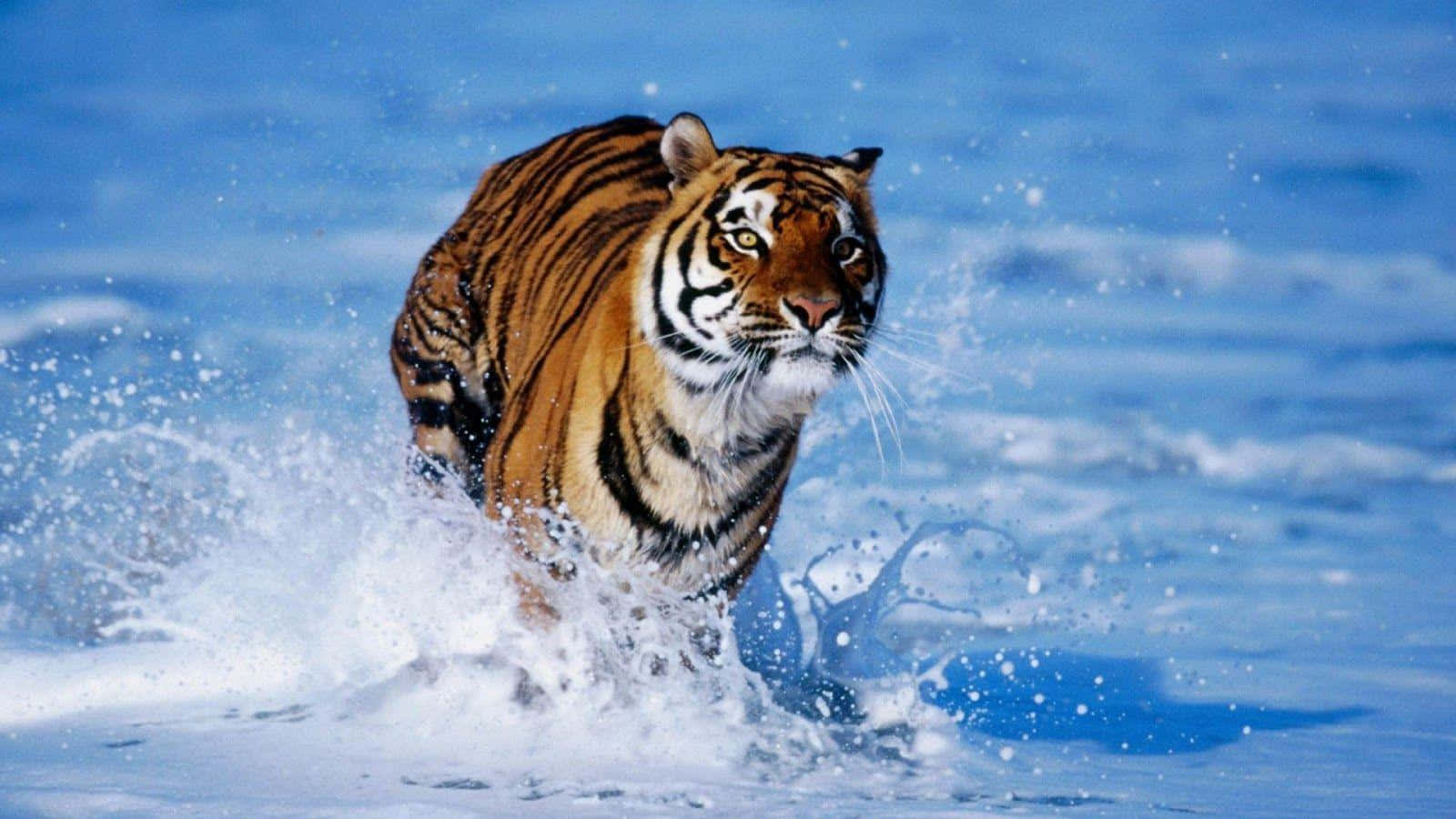 動物背景 壁紙