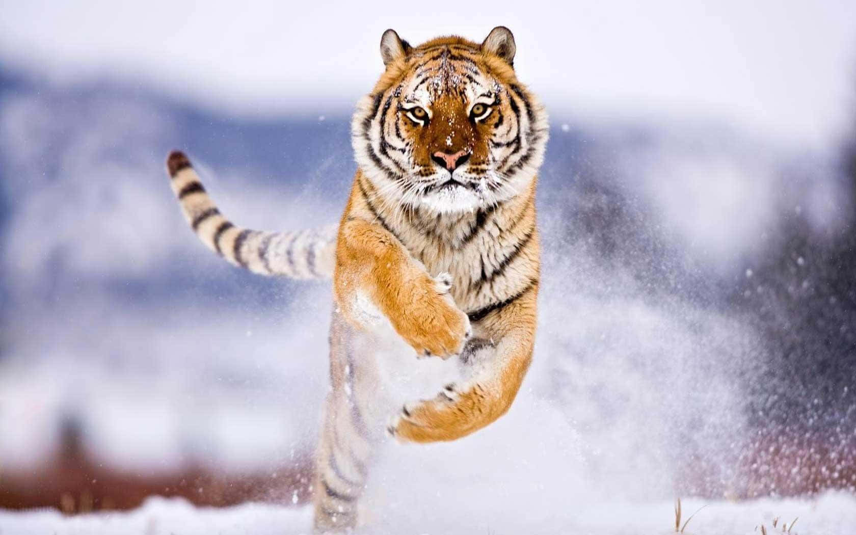 動物背景 壁紙
