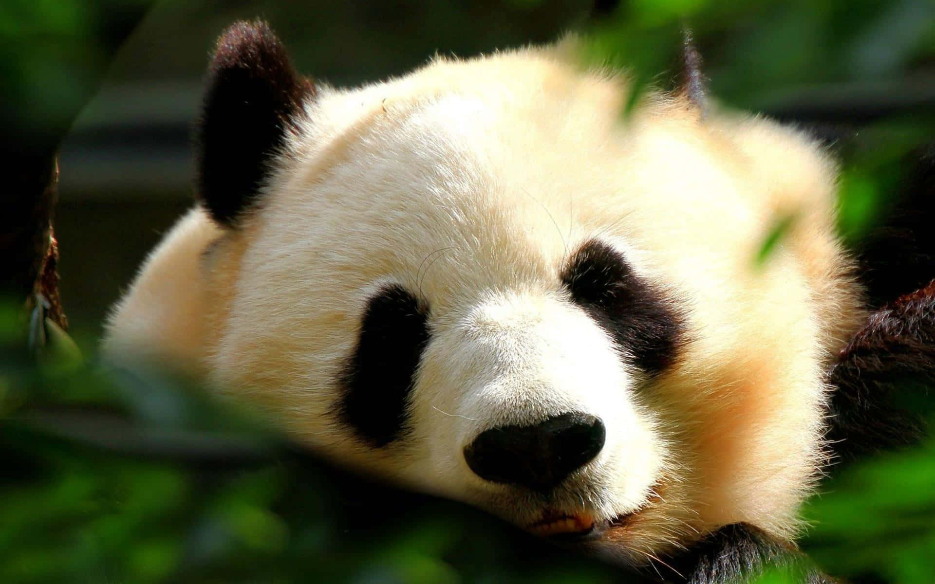動物背景 壁紙