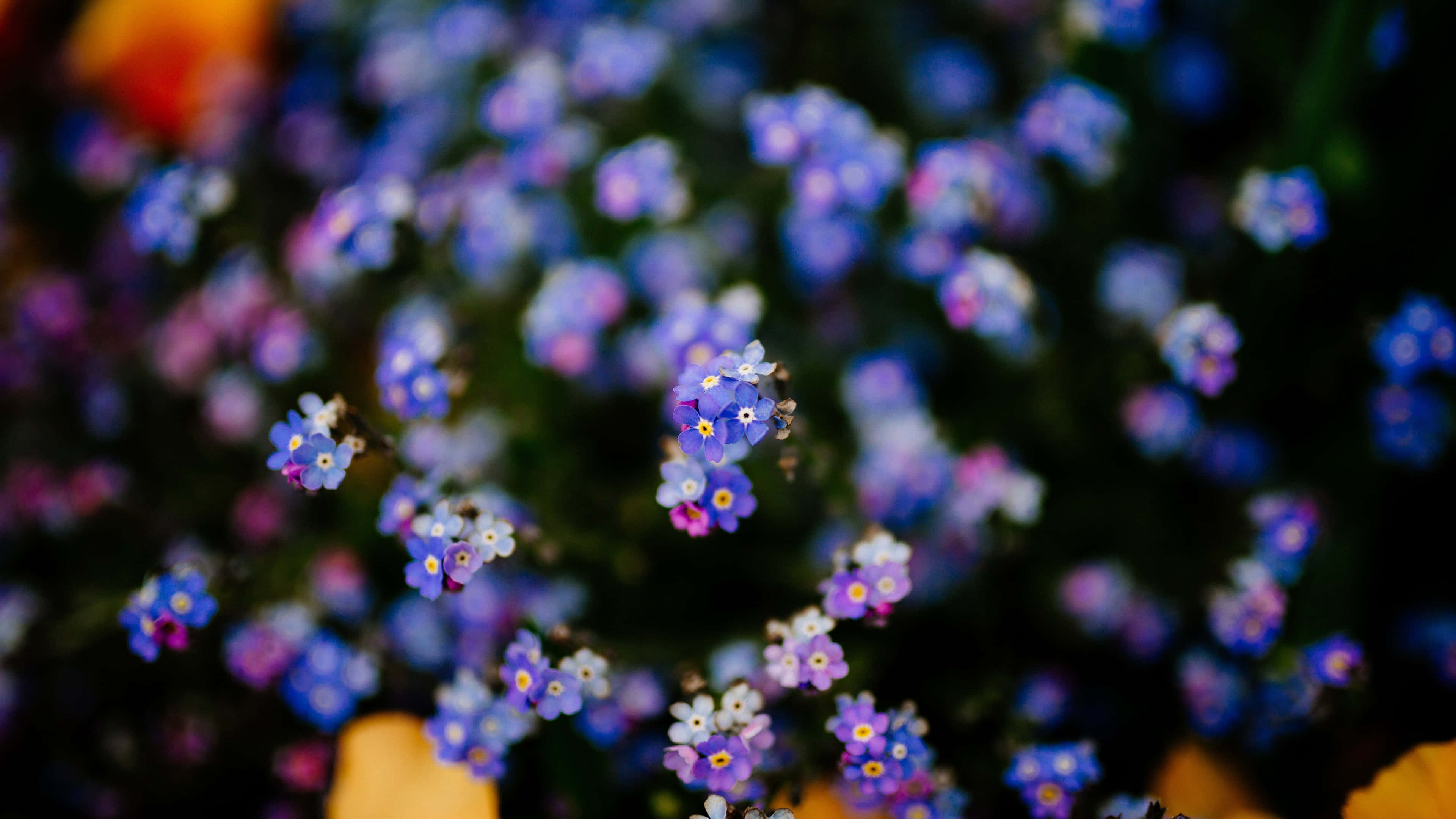 勿忘我 4K 花卉背景 壁紙 — 淺景深突顯了柔和的藍色勿忘我，其黃色花蕊在柔焦花卉背景下格外清晰。