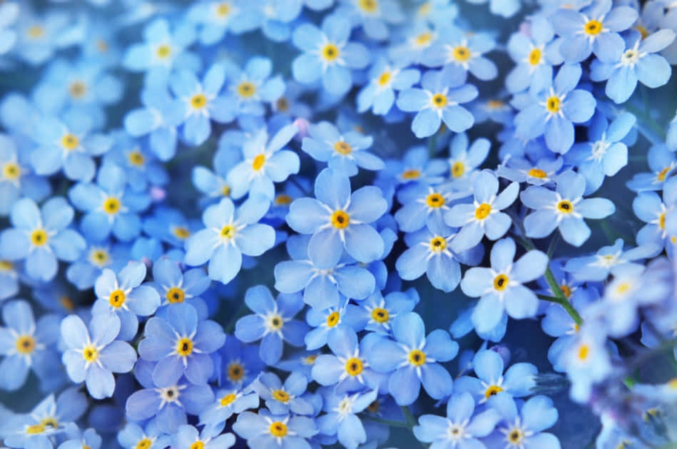 勿忘我花盛開——完美夏日時刻 壁紙 — 細膩的藍色勿忘我特寫，帶有明亮的黃色中心，在柔和焦點中輕輕搖曳。