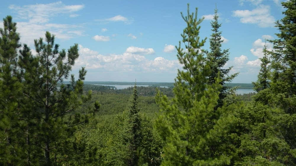 北國常綠樹林的美麗風景 壁紙 — 寧靜的夏日景色，由高大的松樹框住，俯瞰遠處的湖泊，明亮的藍天上有蓬鬆的白雲。