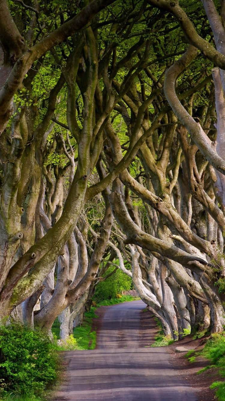 一條兩旁種滿樹木的道路，彎曲的樹枝在頭頂形成一個綠色的樹冠。