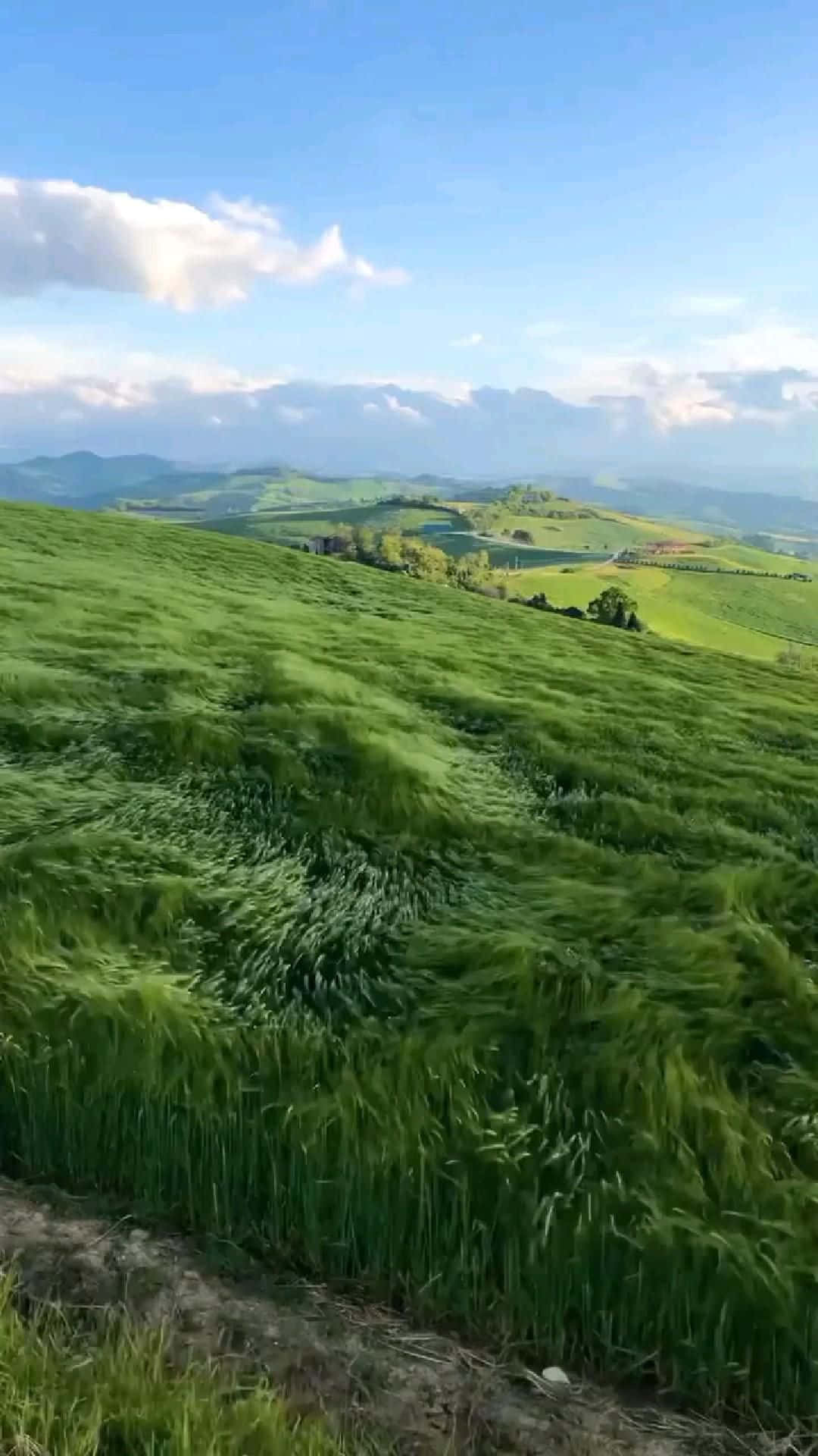 北方土地風景圖 壁紙 — 廣闊起伏的綠色山丘覆蓋著高高的草，在明亮的藍天白雲下輕輕搖曳。