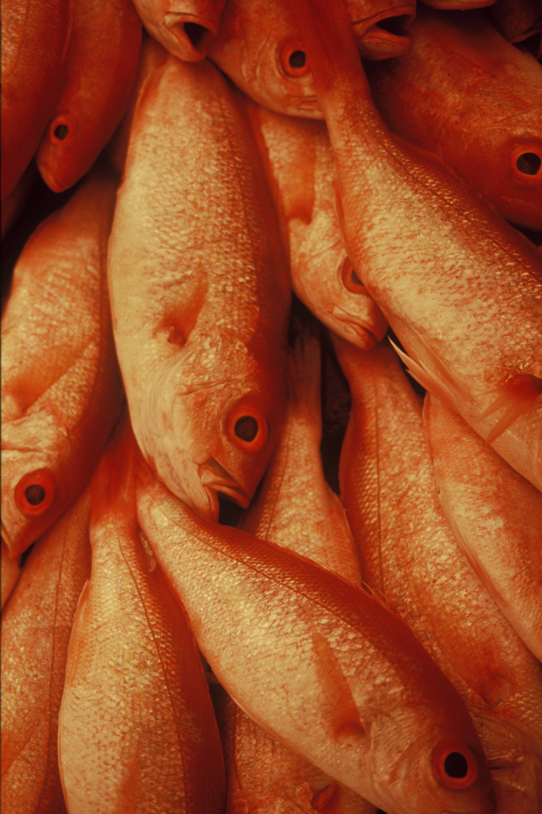 北方紅鯛魚群 壁紙 — 大量新鮮橙紅色魚類堆疊在一起的近距離特寫，帶有細緻鱗片和深色眼睛。