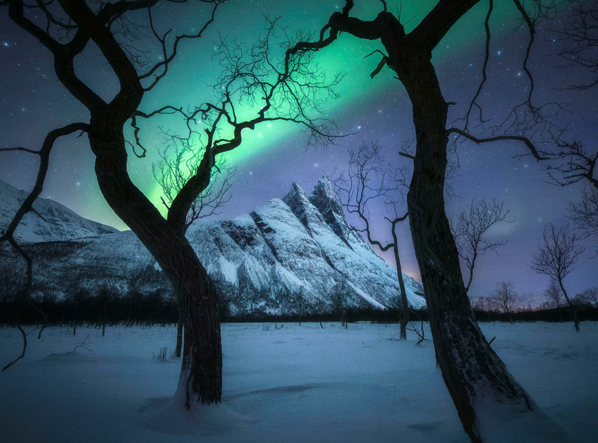 Landscapes 桌布 壁紙 — 北極光在白雪覆蓋的山峰上舞動著鮮豔的綠色，光禿禿的冬季樹木在繁星點點的夜空下形成框架。