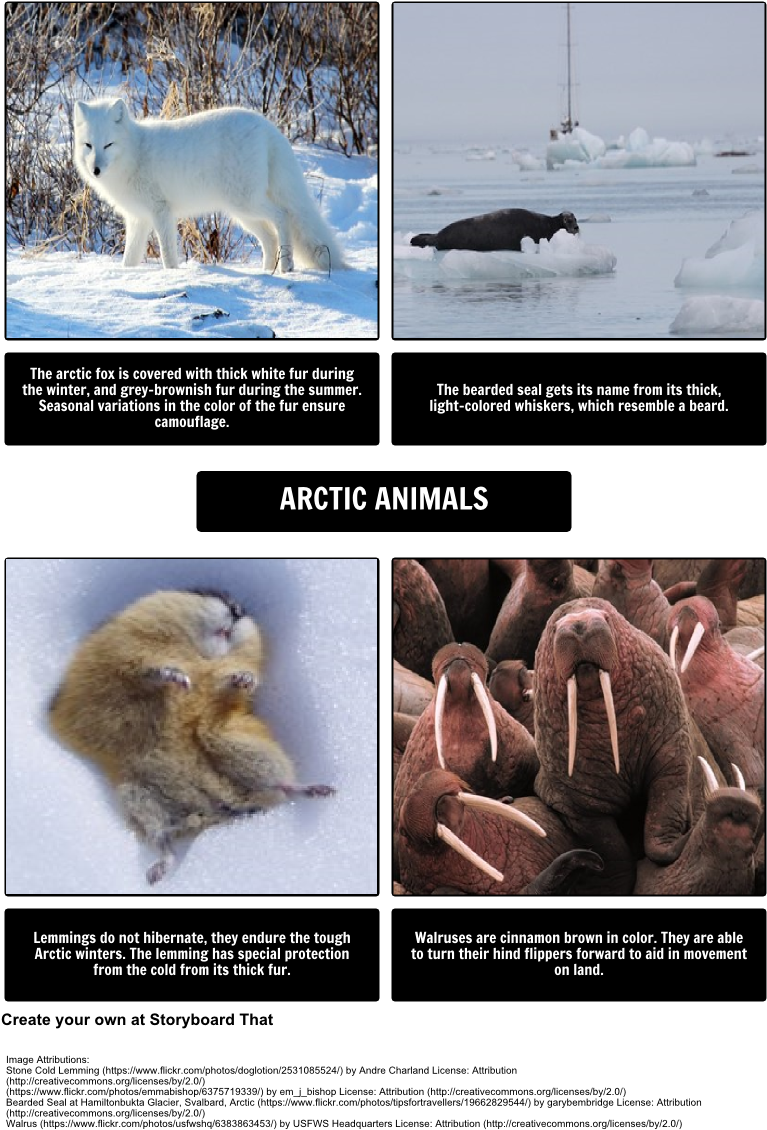北極動物拼貼畫 壁紙 — 四種北極動物，包括白狐、髯海豹、旅鼠和海象，在雪地或冰棲息地中展示，並附有描述性文字。