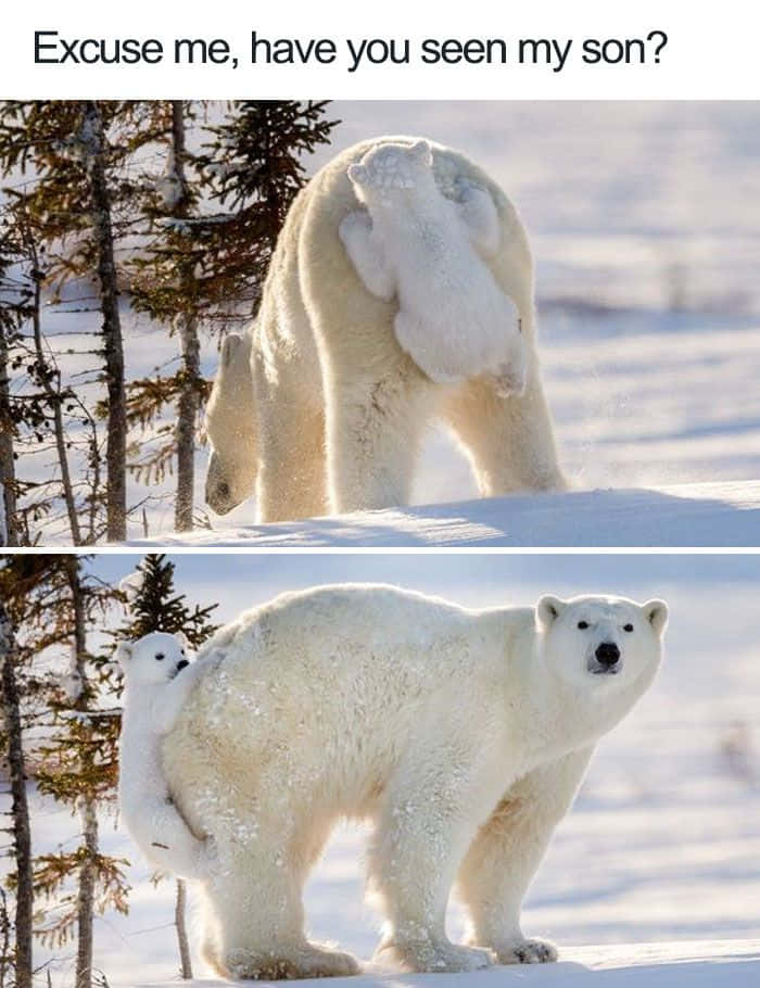 Pet Memes 桌布 壁紙 — 北極熊媽媽背著小熊穿過雪地樹林，回頭露出驚訝的表情。
