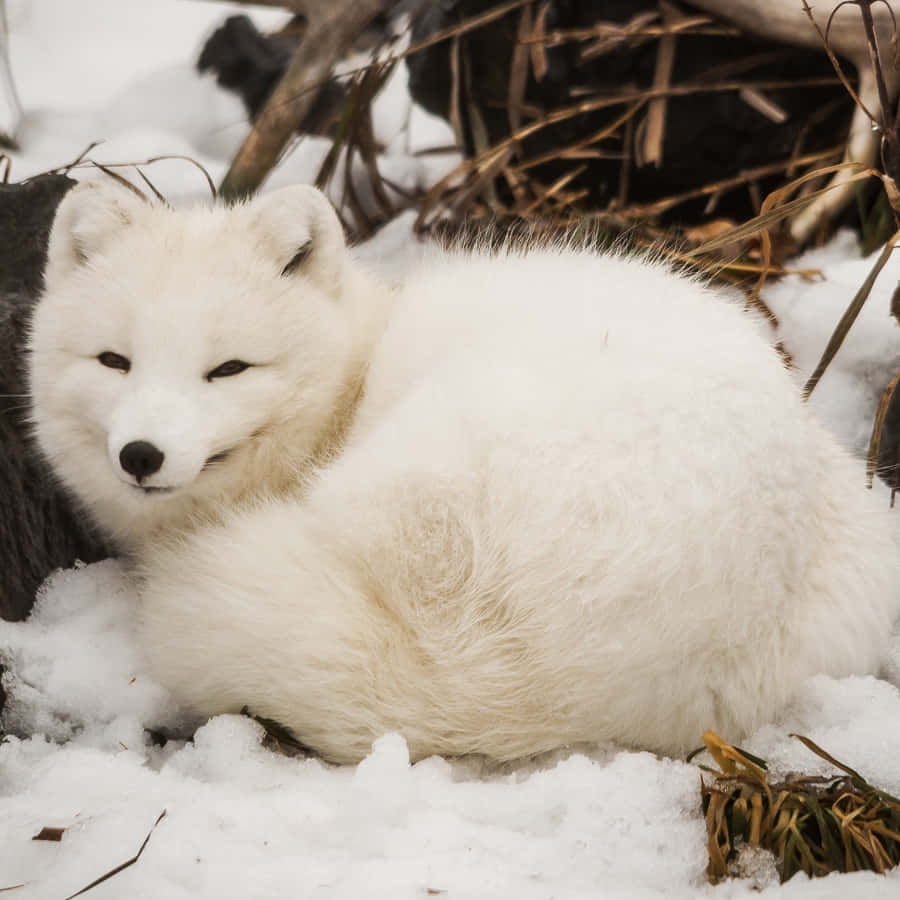白色北極狐在雪地中休息，旁邊有乾草