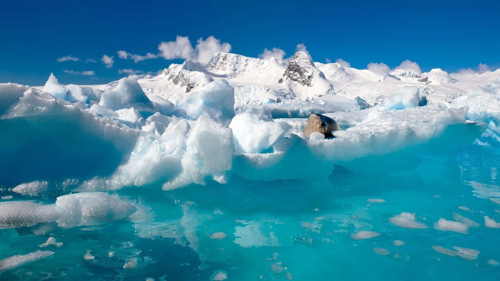 一隻海豹在碧綠海水中的冰山上休息，背景是雪山。