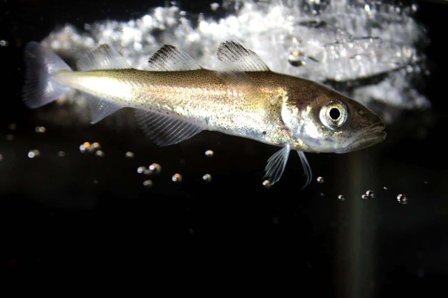 北極鱈魚水下游動 壁紙 — 一條細小的半透明魚在冰面附近游動，氣泡在黑暗的水中漂浮。
