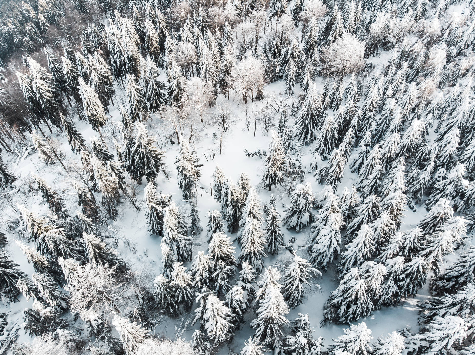 冬季森林中積雪的松樹，從上方觀看。