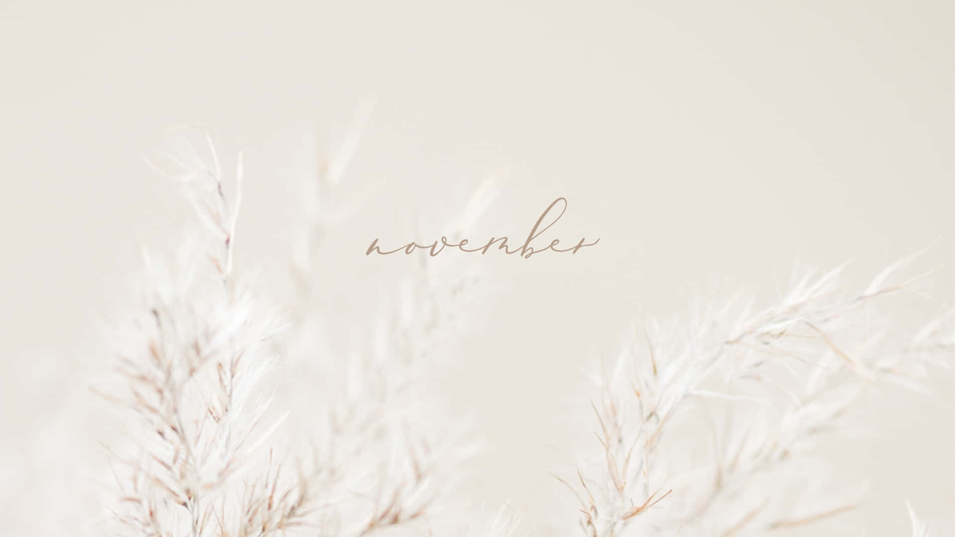蒲葦草與奶油色背景上的草書字體「november」。