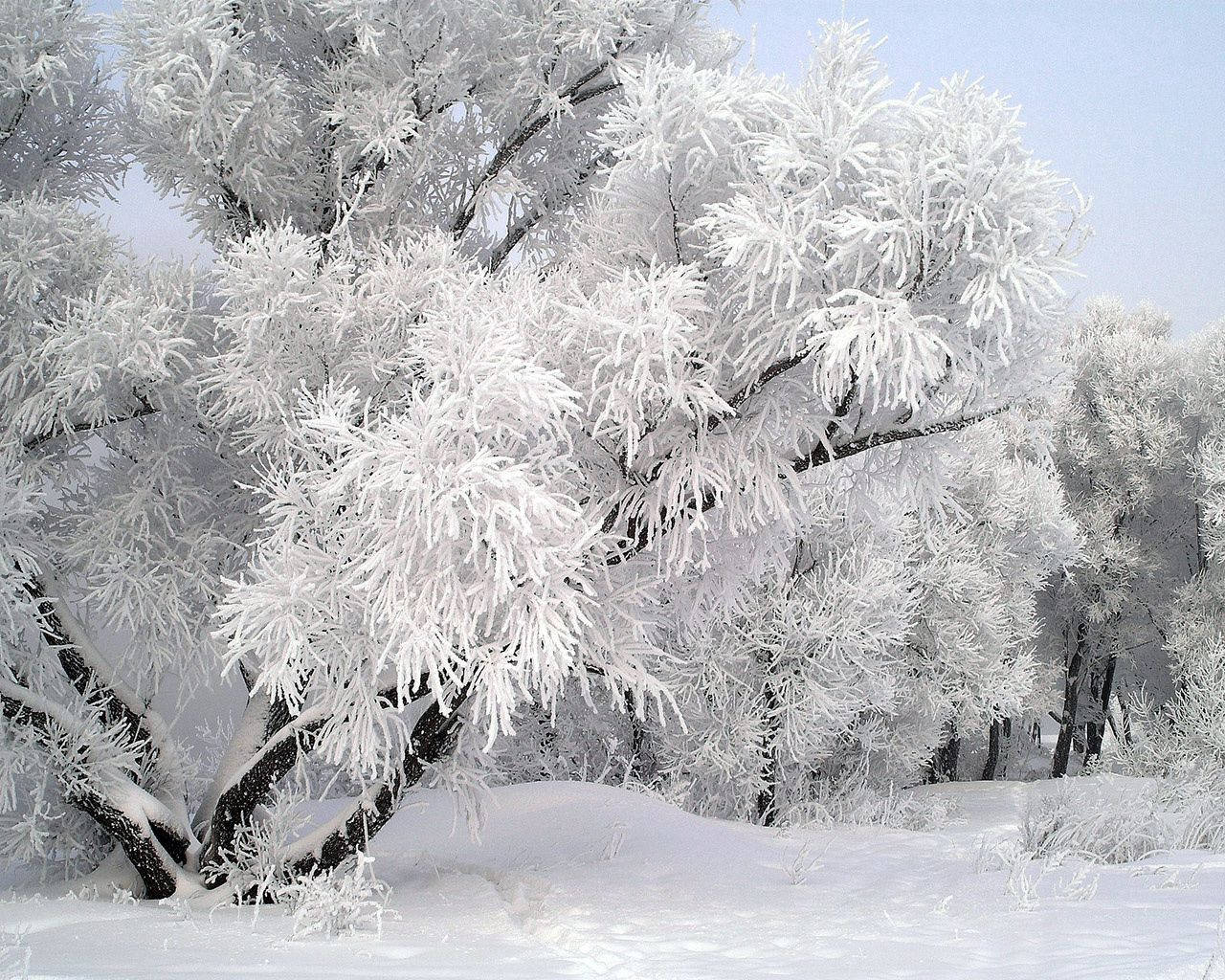 在蒼白的天空下，白雪覆蓋的冬日森林中結霜的樹木。