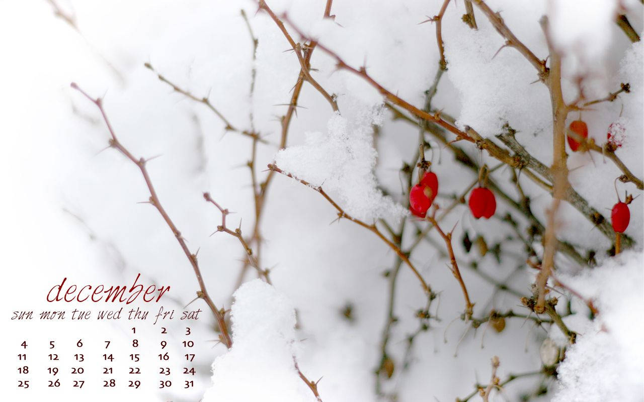 十二月日曆，帶有白雪覆蓋的多刺樹枝和紅色漿果