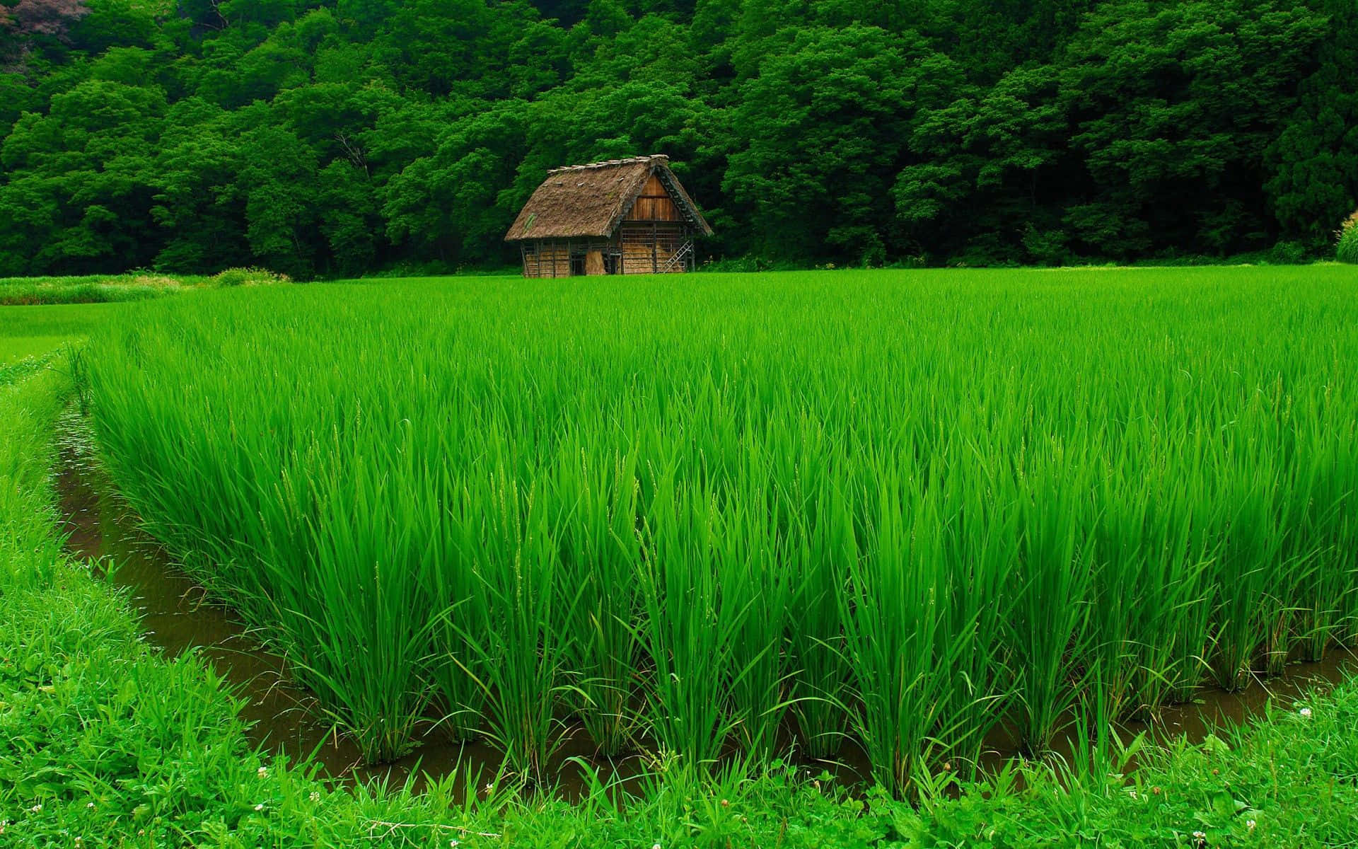 一座質樸的小屋坐落在鬱鬱蔥蔥的綠色稻田中，以森林為背景。