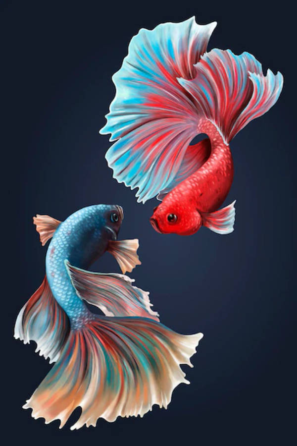 午夜藍 iPhone 壁紙：華麗鬥魚 壁紙 — 兩條色彩鮮豔的鬥魚，擁有流動的紅色、藍色和藍綠色魚鰭，在深色背景上面對面。