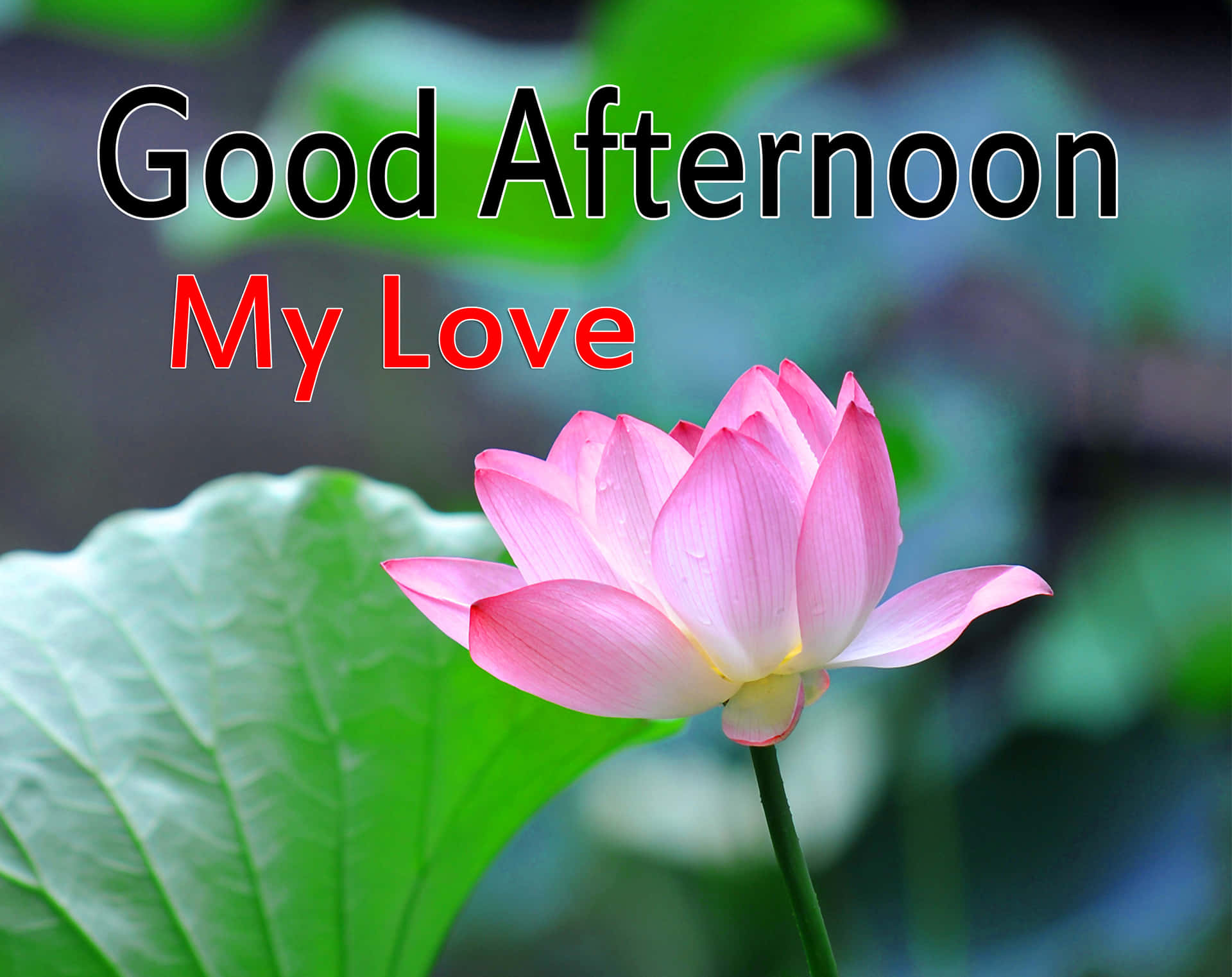 粉紅色蓮花與綠葉，以及「Good Afternoon My Love」文字。