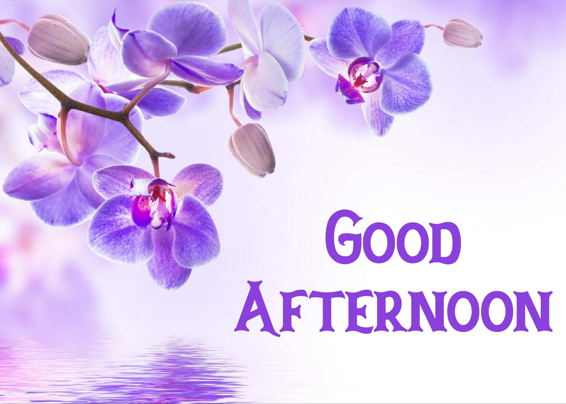 紫色蘭花漂浮在水面上，帶有「GOOD AFTERNOON」文字。