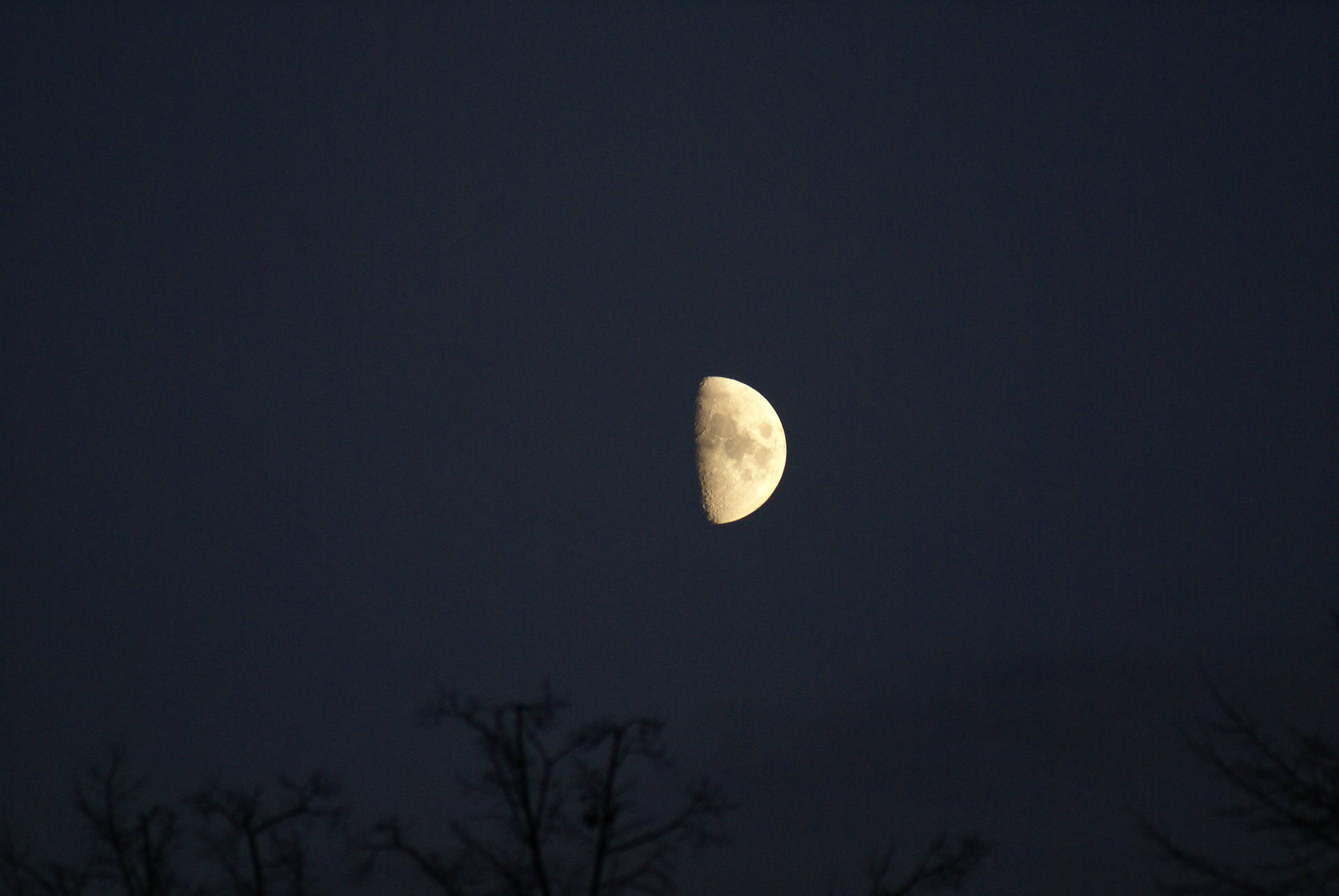 彎月懸掛在光禿樹枝剪影之上的深色夜空