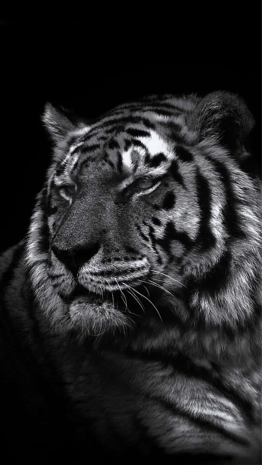 老虎臉部黑白特寫，眼神強烈。