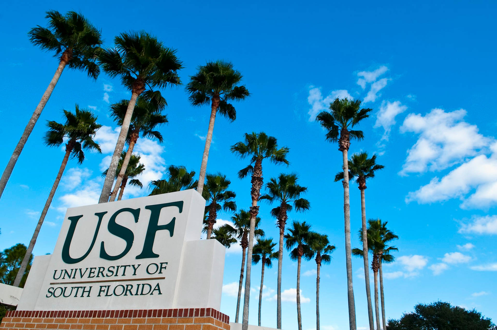 USF University of South Florida標誌與棕櫚樹和藍天