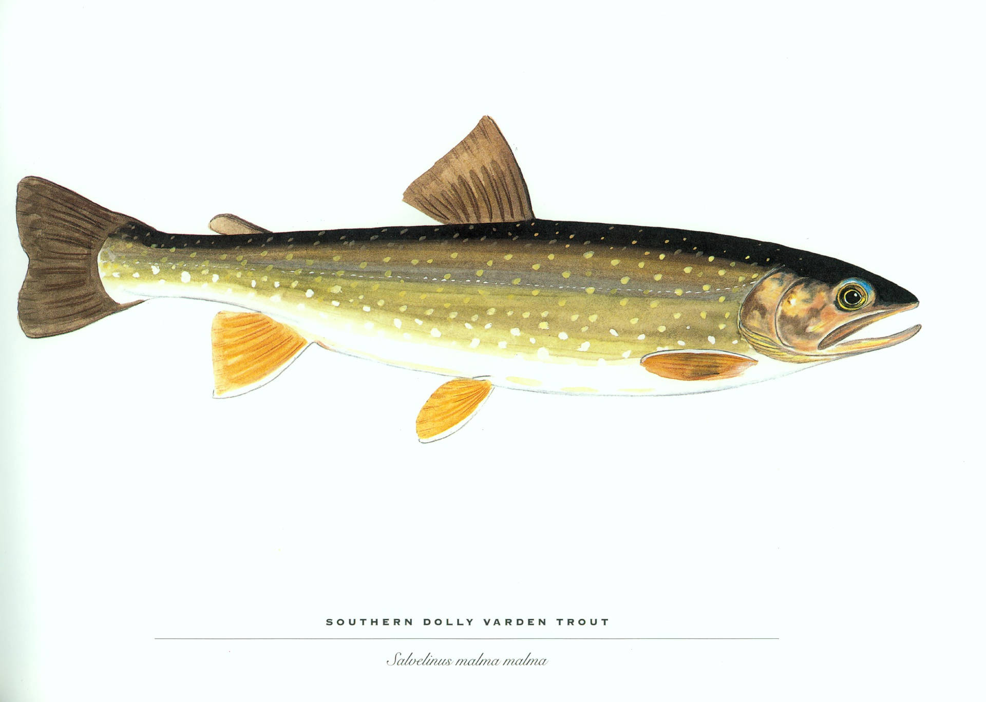 南方多莉瓦登鱒魚的科學插圖，帶有斑駁的綠色身體和橙色魚鰭。