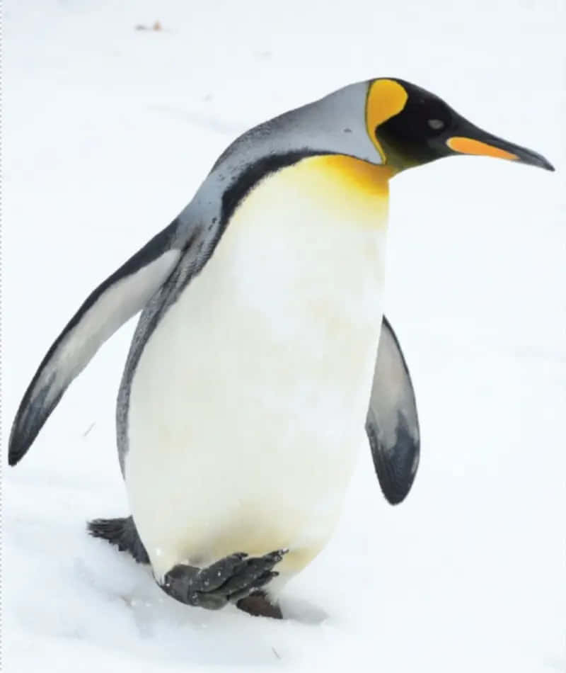 國王企鵝站在雪地景觀中 — 企鵝 壁紙
