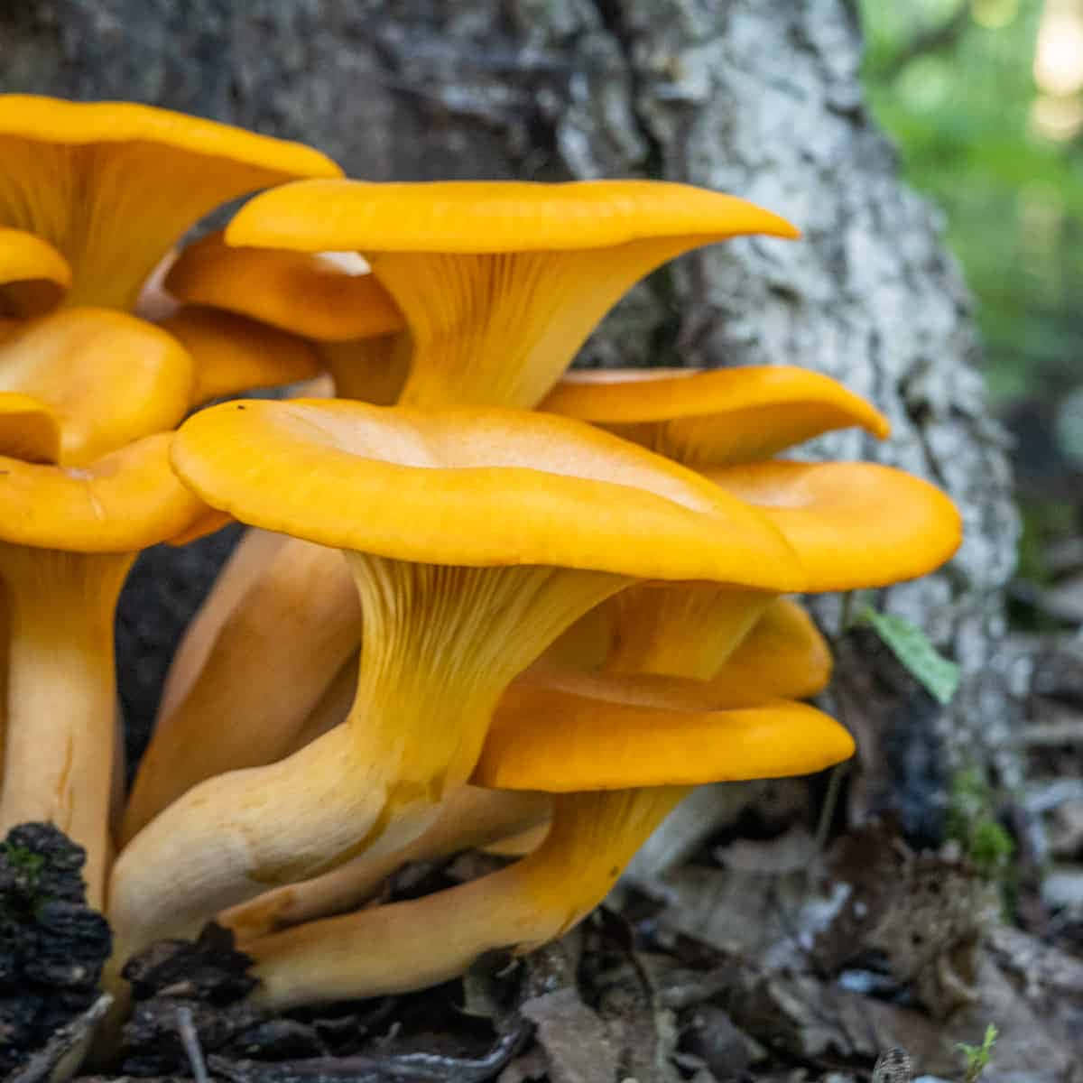 南瓜橙色蘑菇種類圖片 壁紙 — 鮮豔的橙色雞油菌在森林地面的紋理樹幹基部叢生。