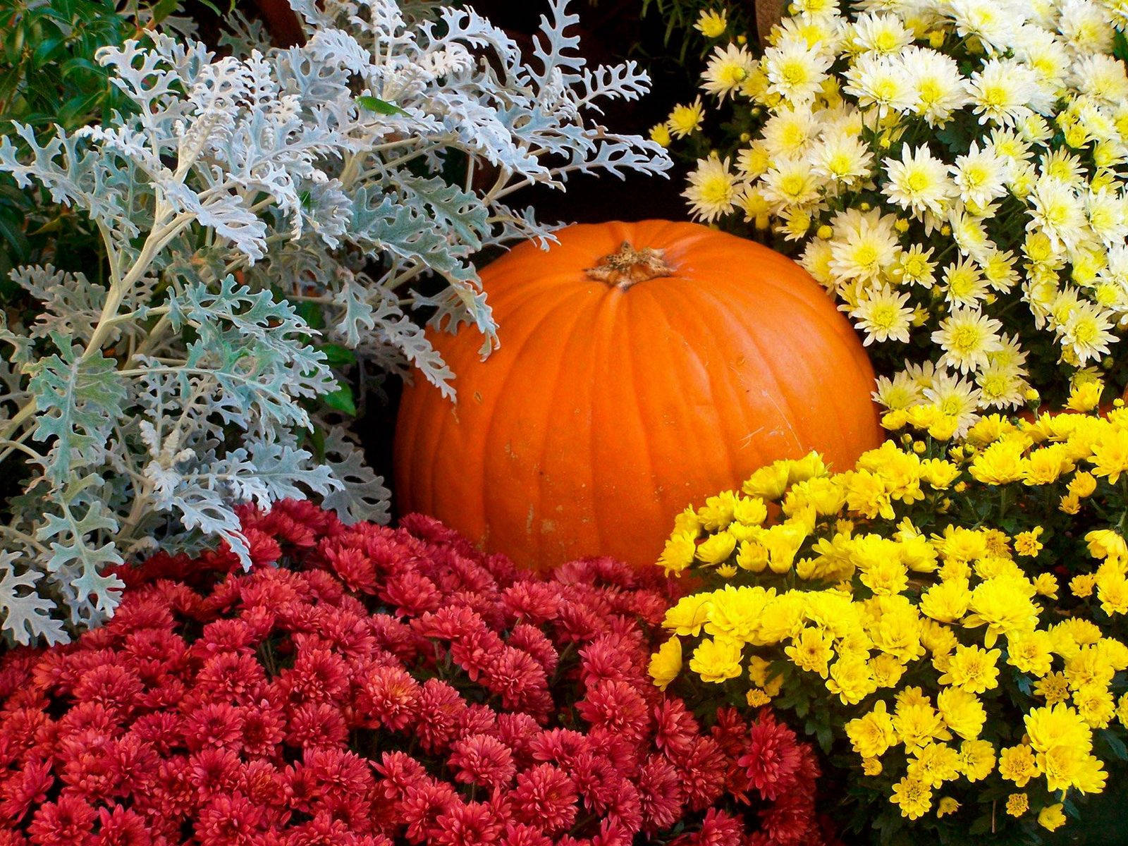 一個南瓜被紅色、黃色和銀色的秋季花朵包圍。