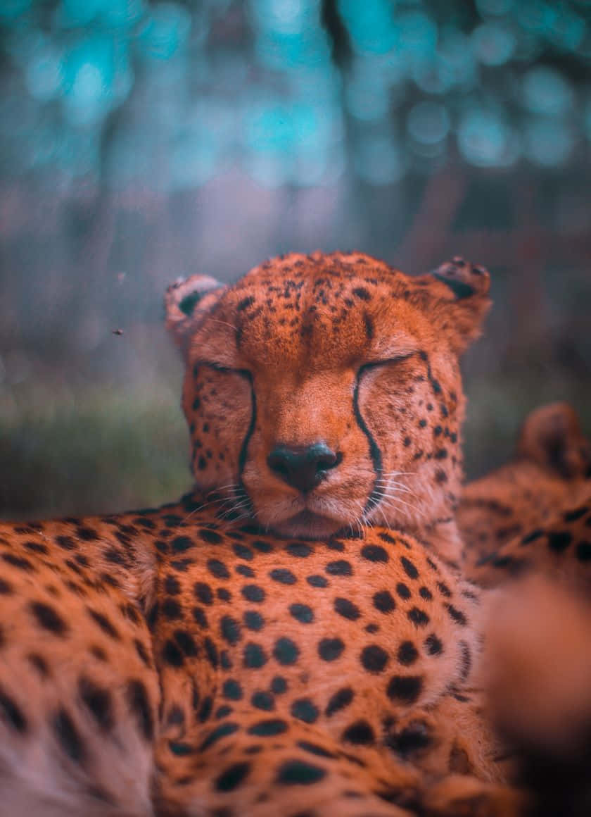 南非獵豹 iPhone 睡眠壁紙 壁紙 — 獵豹閉眼休息的特寫，背景是模糊的藍綠色森林。