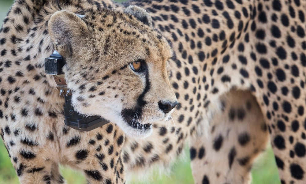 南非獵豹野生動物園照片 壁紙 — 獵豹戴上追蹤頸圈，在草地上警覺地站立的特寫。