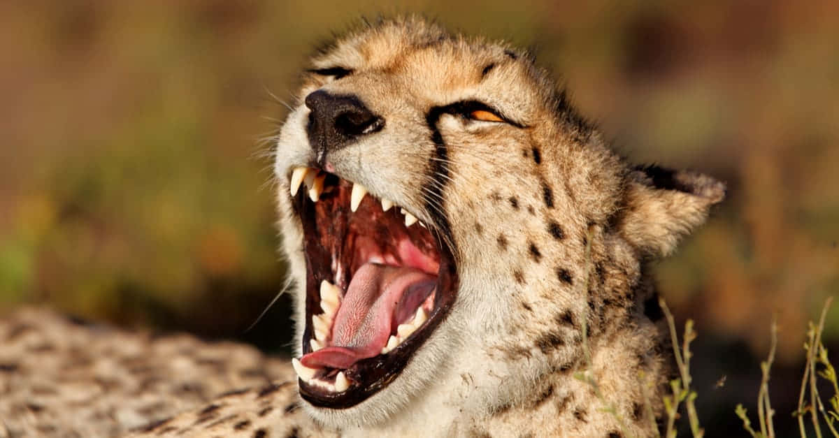 南非獵豹野生動物照片 壁紙 — 獵豹打呵欠的特寫，露出尖銳的牙齒和粉紅色的舌頭，背景是模糊的金色草地。
