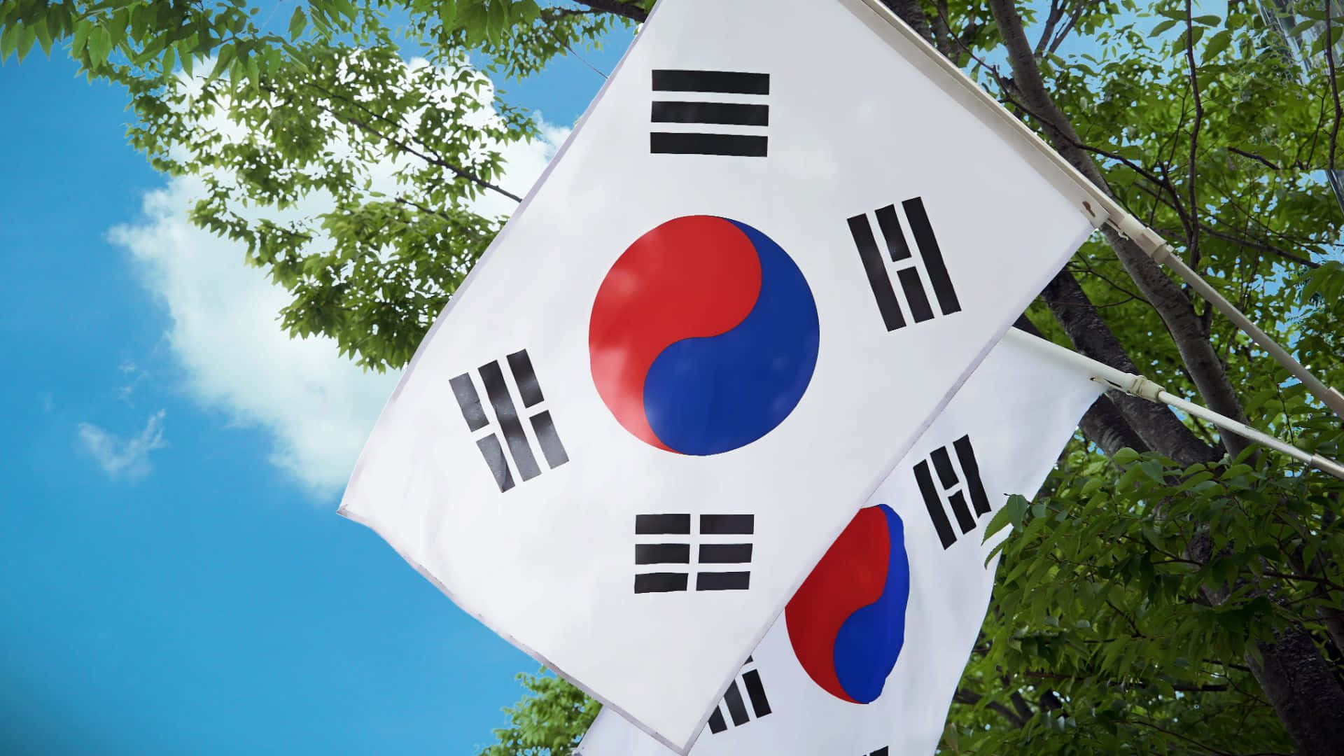 South Korea 桌布 壁紙 — 南韓國旗在晴朗的藍天下，被茂密的綠色樹枝環繞著飄揚。