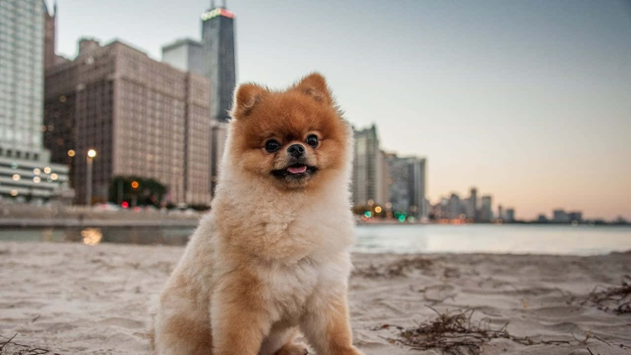 毛茸茸的博美犬坐在沙灘上，背景是夕陽下的城市天際線。