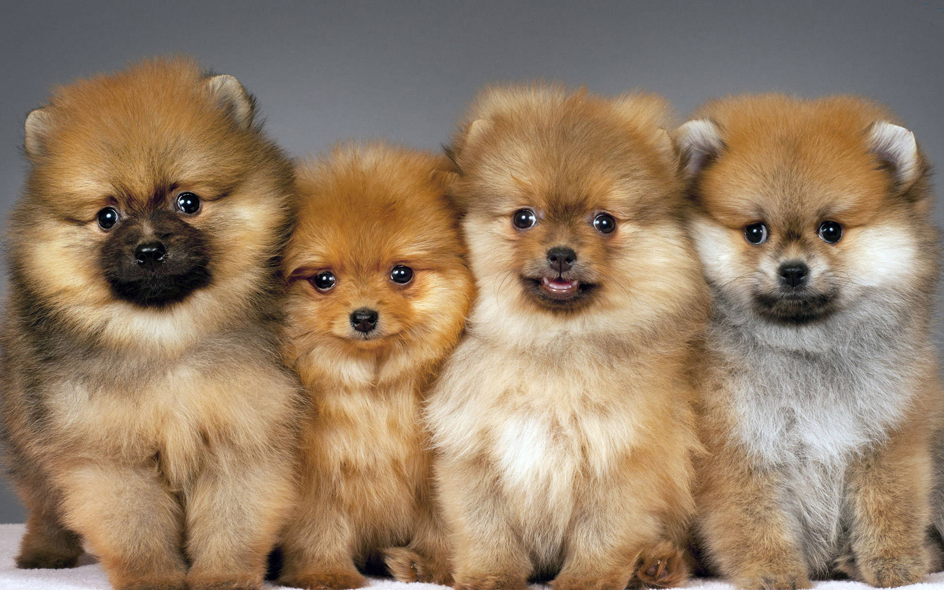 四隻可愛的毛茸茸博美犬幼犬在攝影棚環境中坐在一起。