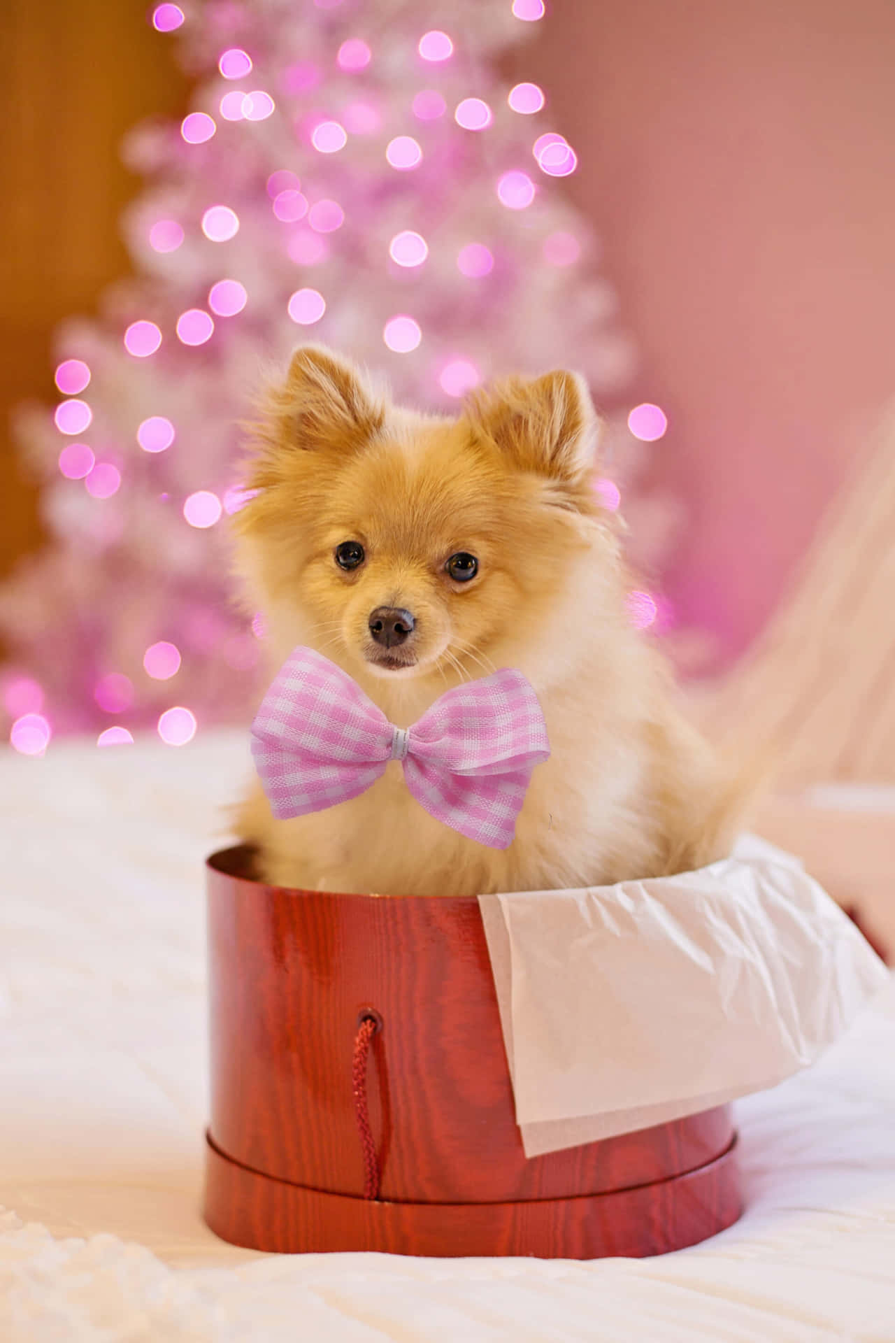 毛茸茸的博美犬在紅色禮物盒中戴著粉紅色蝴蝶結，靠近聖誕樹。