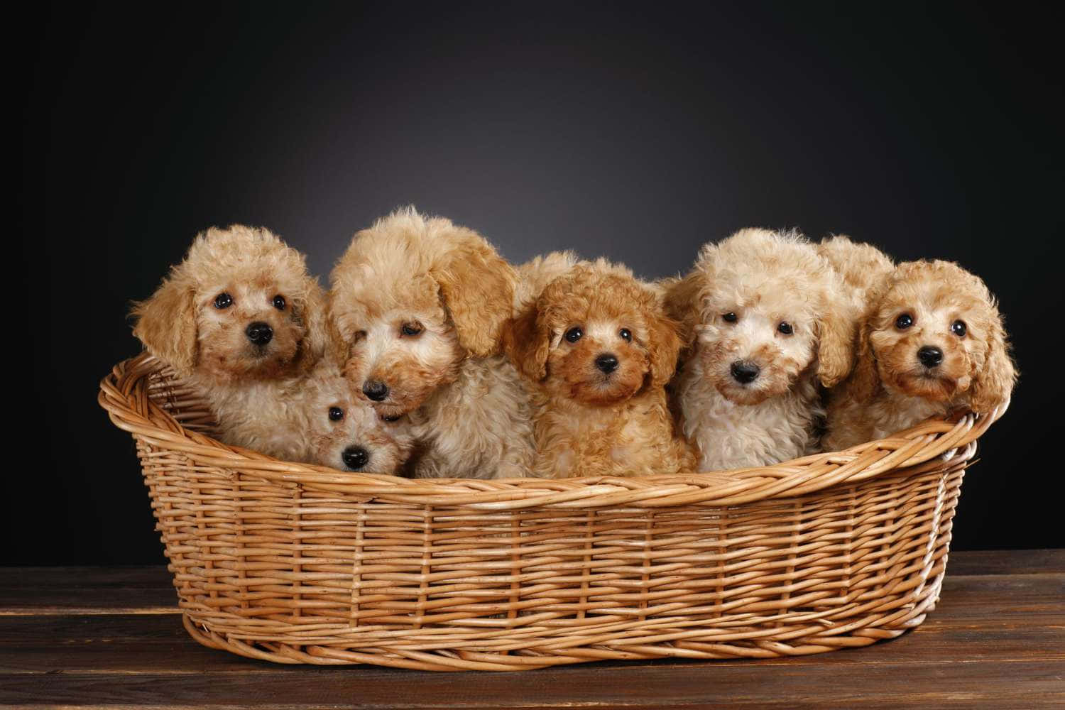六隻可愛的杏色貴賓犬幼犬擠在木質表面上的柳條籃中。