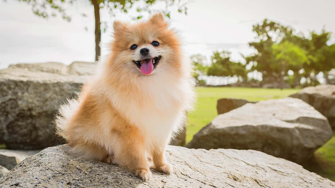 毛茸茸的橙色博美犬坐在陽光明媚的公園裡的岩石上。