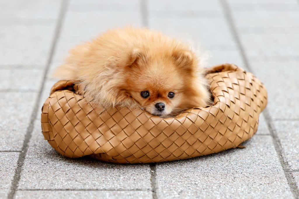 毛茸茸的橙色博美犬從路面上編織寵物床邊緣探出頭來。