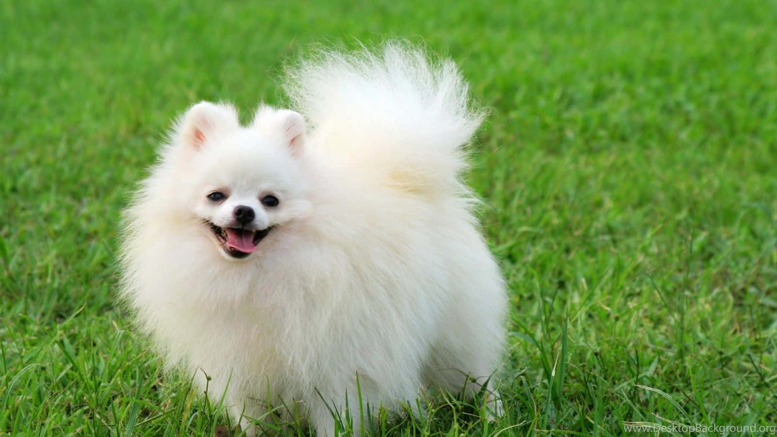 毛茸茸的白色博美犬在綠色草地上微笑。
