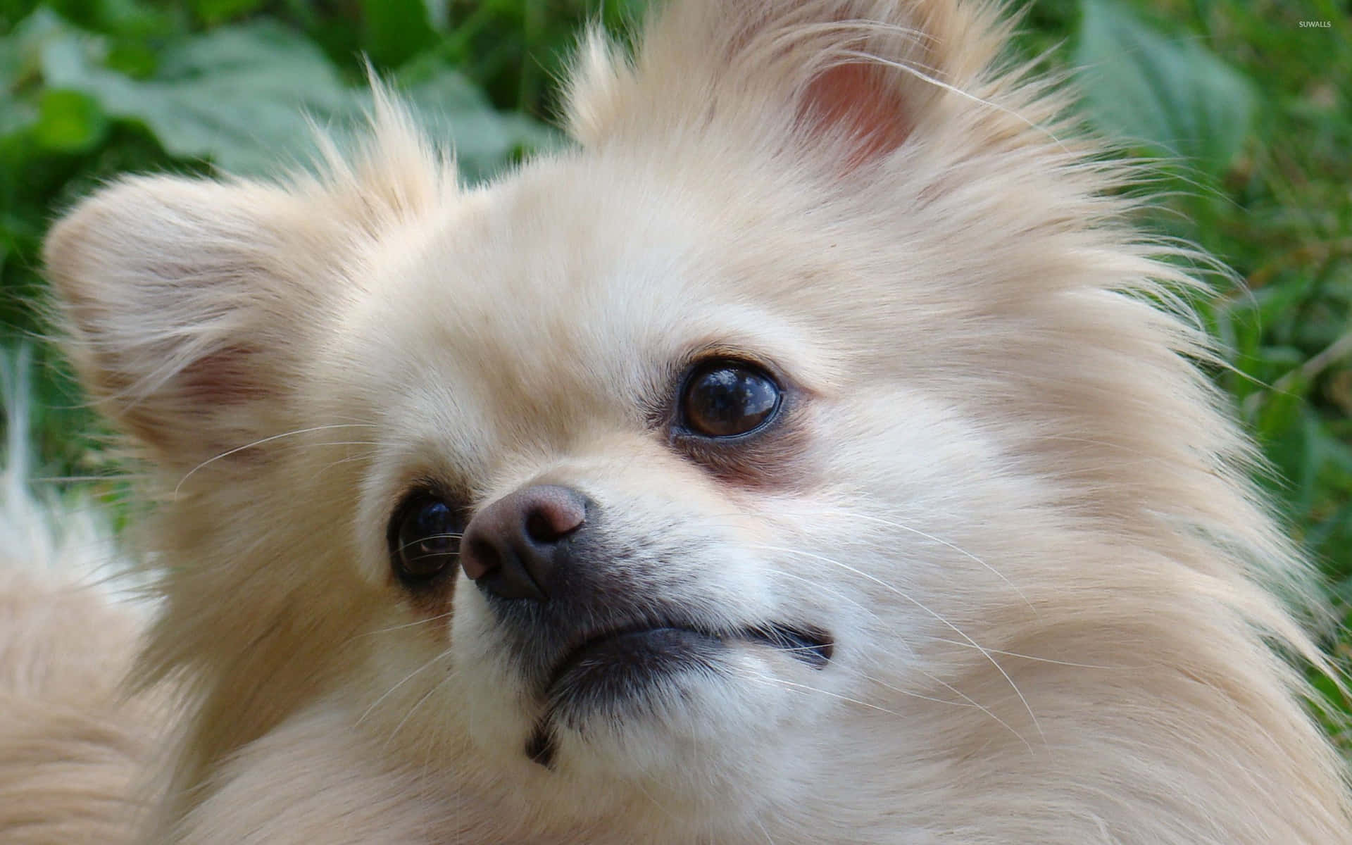 毛茸茸嘅奶油色博美犬，有深色眼睛，喺戶外睇起嚟有啲嬲。