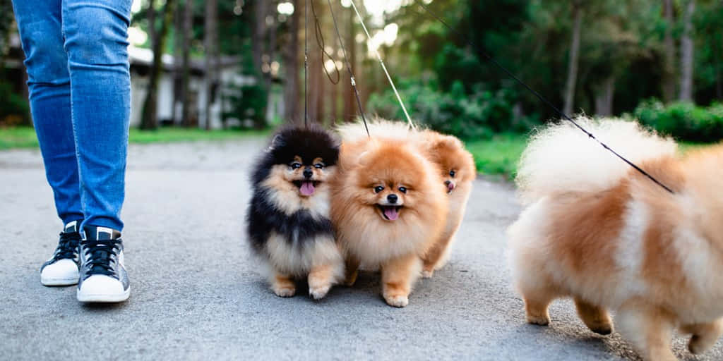 一個人在公園的鋪砌小徑上遛三隻毛茸茸的博美犬。