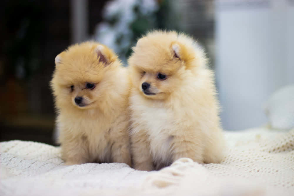 兩隻毛茸茸的奶油色博美犬在室內一起坐在白色針織毯上。