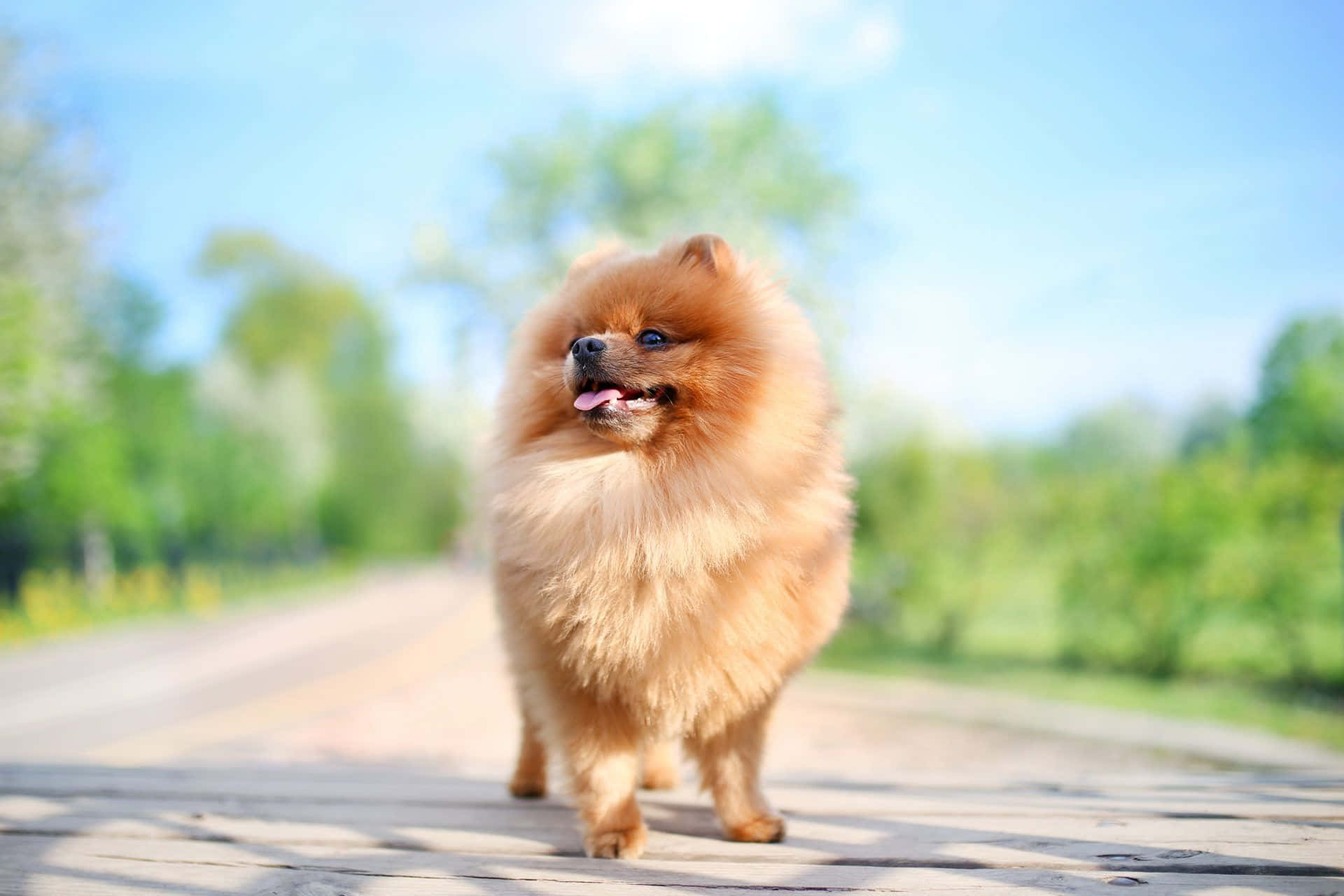 毛茸茸的橙色博美犬在陽光明媚的公園裡走在木徑上。