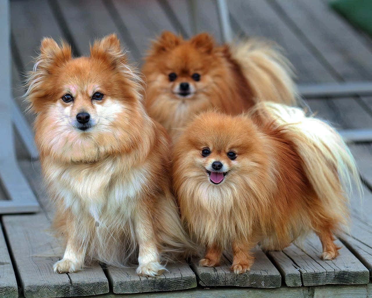 三隻毛茸茸的橙色博美犬坐在木甲板上