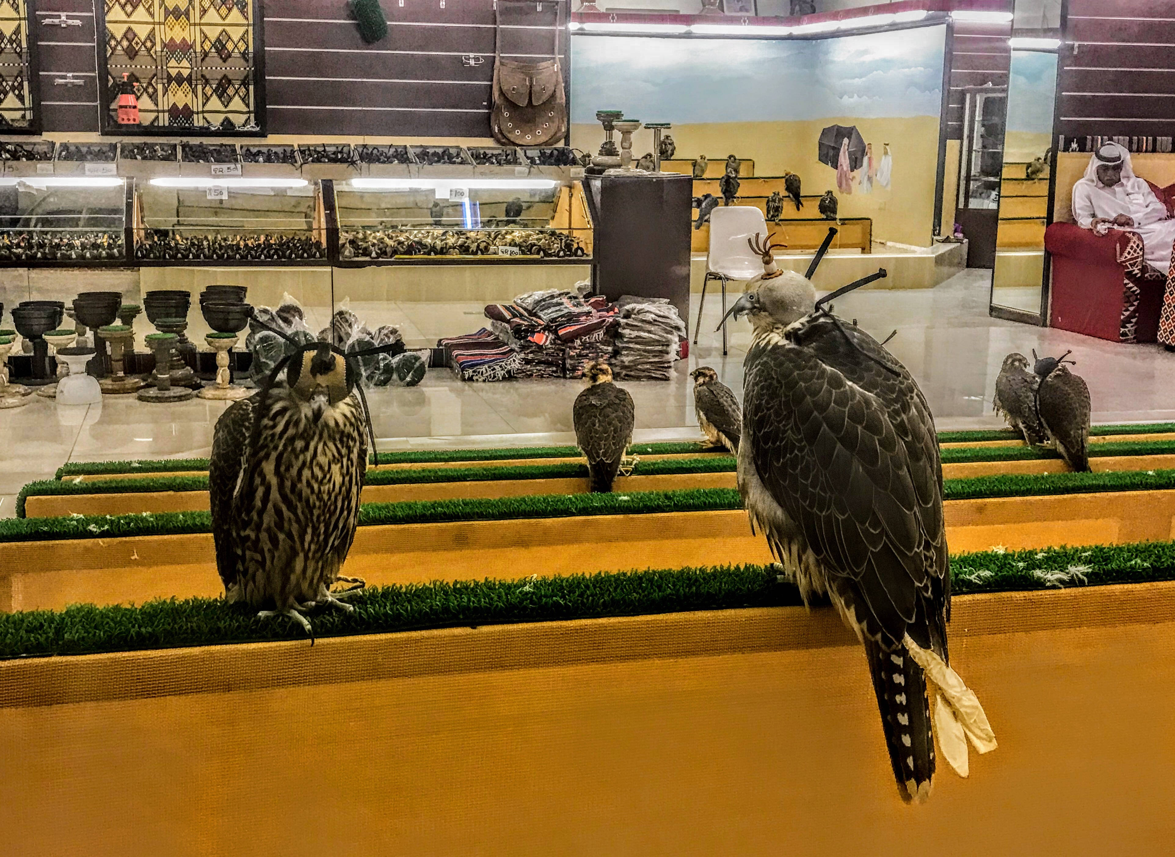 卡塔爾著名鷹隼 壁紙 — 獵鷹棲息在人造草皮上，店內燈光溫暖，展示傳統紡織品和工藝品。