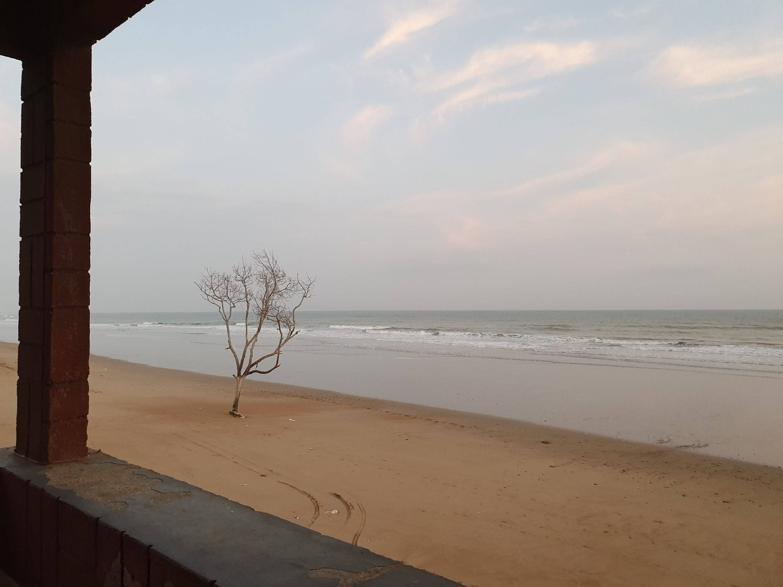 卡拉奇海灘地平線 壁紙 — 一棵孤獨的禿樹矗立在沙灘上，溫柔的海浪在柔和暮色天空下翻滾。
